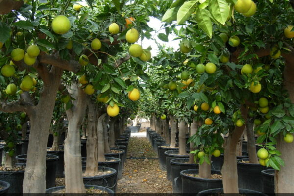 Progetto senza titolo - 2025-12-16T144943.843