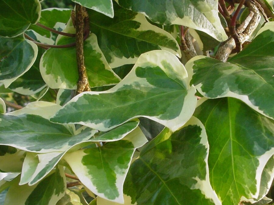 Hedera algeriensis 'Gloire de Marengo' - Covili Franco